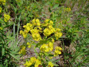 Leafy spurge. Photo by M. Kowalchuk.
