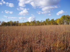 Manitoba's Tallgrass Prairie Preserve Photo by M.Kowalchuk.